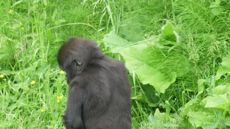 Baby-Gorilla-Spielt-Mit-Grassamen-Und-Experimentiert-Mit-Dessen-Geschmack