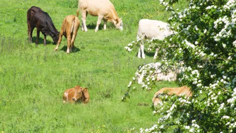 Cows-grazing-in-the-summer-heat-with-flowers-on-shrubs-and-young-cattle-resting