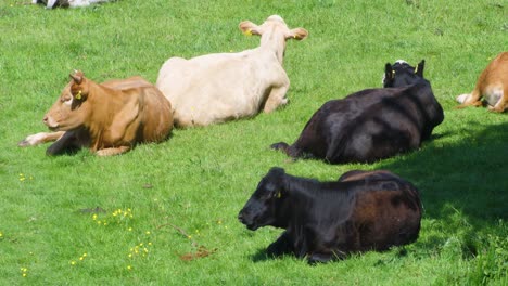 Kühe,-Die-An-Einem-Sommertag-Mit-Hitzeflimmern-Und-Fliegen-Liegen-Und-Wiederkäuen