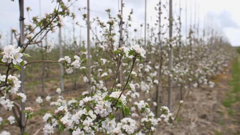 Young-apple-trees-in-blossom-with-white-flowers