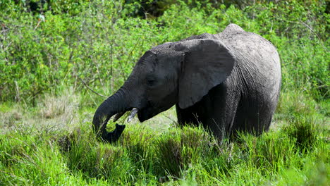 Einsamer-Junger-Elefant,-Der-Im-Hohen-Gras-Weidet