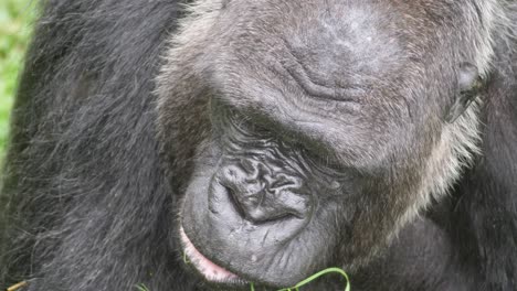 Close-up-slow-motion-of-adult-male-gorilla-looking-for-green-food-to-eat