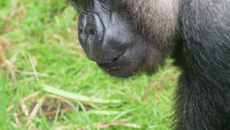 Nahaufnahme-Eines-Gorillas,-Der-Auf-Dem-Halben-Rahmen-Des-Grases-Kaut