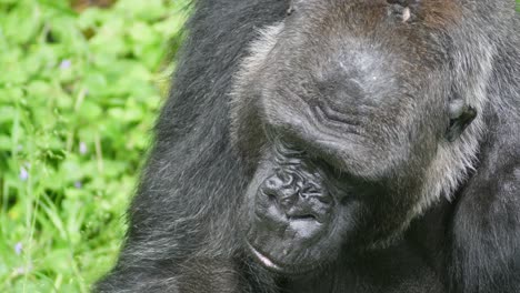 Close-up-of-adult-gorilla-eating-and-chewing