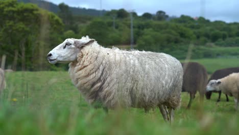 Gereizte-Schafe,-Die-Auf-Grüner-Weide-Fliegen-Von-Seiner-Dicken-Wolle-Schütteln