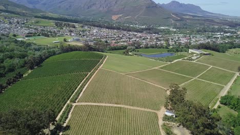 Drone-shot-of-wine-vineyards-in-Western-Cape,-South-Africa