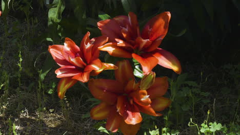 Small-group-of-red-lily-flowers-in-bright-light,-on-a-hot-and-windy-summer-day