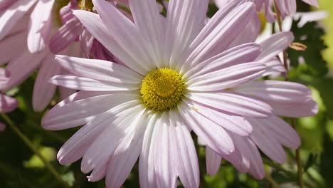 Bumblebee-on-a-pink-white-daisy-during-a-sunny,-breezy-afternoon-in-Autumn