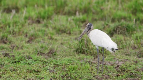 Hefty-wading-bird-wood-stork,-mycteria-americana-with-football-shaped-bodies-perched-atop-long-legs,-standing-idle-at-lowland-ibera-wetlands-area-on-a-windy-day,-pantanal,-brazil