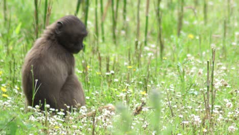Macaque-monkey-sits-in-a-daisy-pasture-looking-for-green-plants-to-pull-up-and-eat