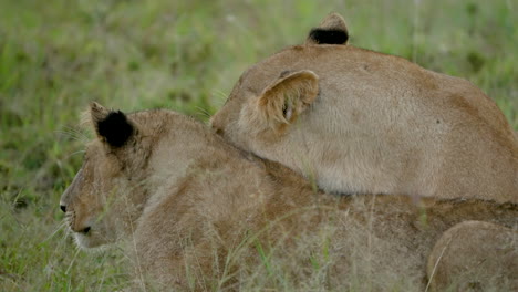 Lionesses-lying-down-cuddling,-yawns-baring-teeth