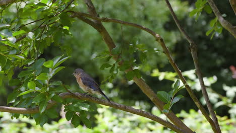 östliches-Bluebird-Weibchen,-Das-Im-Frühsommer-Auf-Einem-Ast-Sitzt