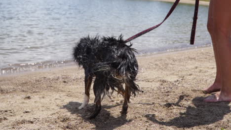 Wet-Australian-Shepherd-dog-on-leash-shakes-dry-near-woman's-bare-legs