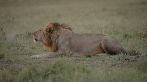 Male-lion-lies-down-roaring-in-early-morning