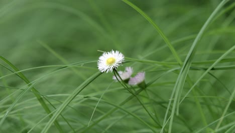 Gänseblümchen-Fleabane-Weiße-Wildblume-Mit-Grünem-Gras