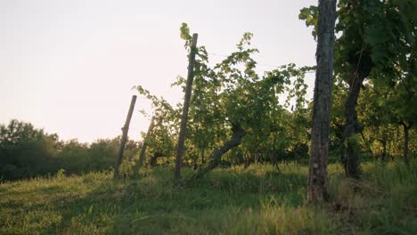 Low-traking-shot-of-a-vineyard-with-sun-reflecting