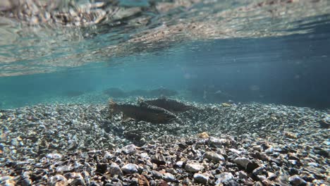 Unterwasseraufnahme-Verschiedener-Regenbogenforellen,-Die-In-Der-Region-Patagonien-Schwimmen