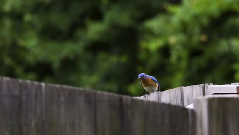 Female-and-male-Eastern-bluebirds-sitting-together-on-a-wooden-fence