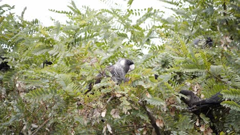 Ein-Kurzschnabeliger-Schwarzer-Kakadu-Sitzt-In-Einem-Baum-Und-Frisst-Samen-In-Australien
