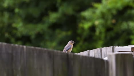 Eastern-bluebird-female-sitting-on-a-wooden-fence