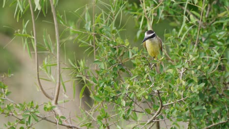 Conspicuous-great-kiskadee,-pitangus-sulphuratus,-perching-on-fruitful-tree,-looking-around-and-fly-away-with-leaves-swaying-in-the-wind-at-ibera-wetlands,-pantanal-conservation-area,-close-up-shot