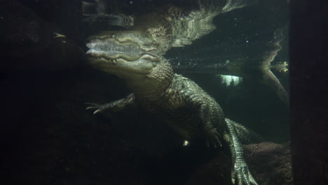 Underwater-View-Of-A-Still-Alligator-At-The-Florida-Aquarium-In-Tampa,-Florida