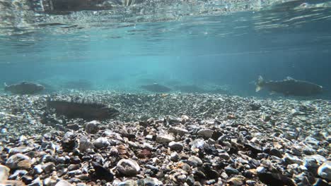 underwater-shot-of-still-rainbow-trouts-in-the-patagonia-region