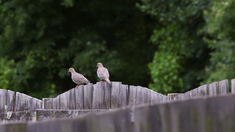 Pair-of-mourning-doves-walking-along-the-top-of-a-faded-wooden-fence