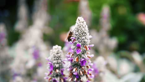 Biene-Auf-Violetter-Blume,-Die-Auf-Dem-Blütenblatt-Im-Garten-Mit-Verschwommenem-Grünem-Hintergrund-Sitzt