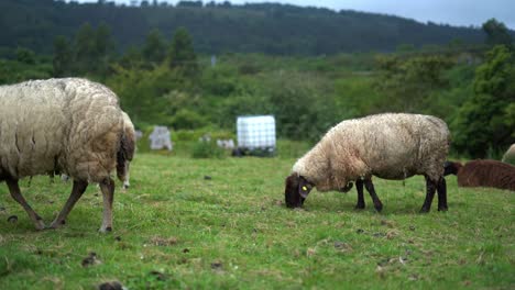 Livestock-Herd-Grazing-On-Paddock-Revealing-Suffolk-Sheep-In-Asturias