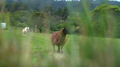 Alarmierende-Schwarze-Suffolk-Schafe,-Die-Bei-Anwesenheit-Im-Hohen-Gras-Der-Koppel-Bellen
