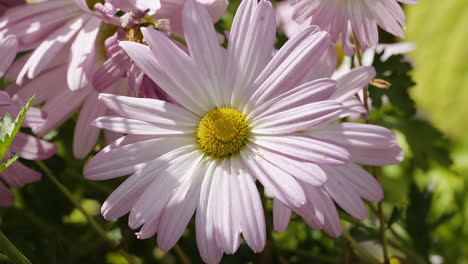 Top-down-view-of-a-pink-and-white-garden-daisy-on-a-sunny,-breezy-day