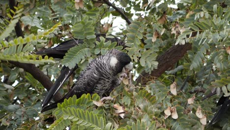 Two-Carnaby-Cockatoo's-sit-in-a-tree-in-their-natural-habitat-of-Australia