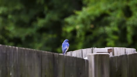 Eastern-bluebird-male-on-a-wooden-fence,-watching-then-eating-a-small-insect