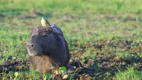 Symbiotische-Beziehung-Zwischen-Capybara-Und-Rindertyrannvogel