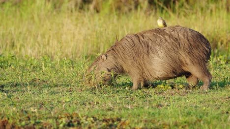 Pregnant-capybara-grazing-on-river-bank-with-bird-hitching-a-ride-on-back