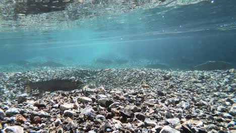 Unterwasseraufnahme-Eines-Regenbogenforellenschwarms,-Der-In-Der-Region-Patagonien-Schwimmt