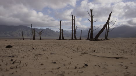 A-desolate-set-of-dead-trees-in-the-middle-of-a-desert