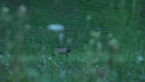 Beautiful-male-Elk-walking-across-the-green-field--Close-up