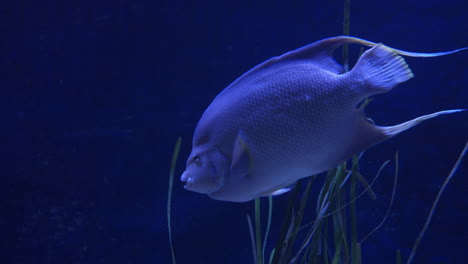 Bermuda-Blue-Angelfish-Swimming-Slowly-In-The-Aquarium