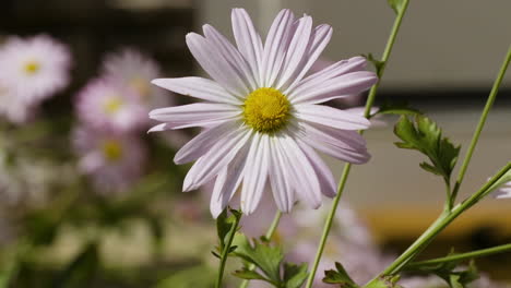 Pink-and-white-colored-garden-daisies-on-a-sunny,-breezy-Autumn-day