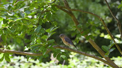 östliches-Bluebird-Weibchen,-Das-Auf-Einem-Ast-Sitzt-Und-Dann-Davonfliegt