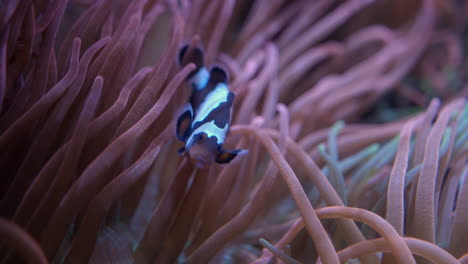 Common-Clownfish-In-Anemone-At-Florida-Aquarium-In-Tampa-Bay,-Florida