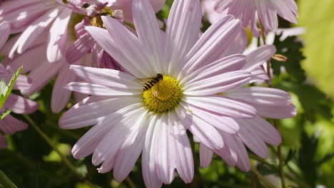 Honeybee-on-a-pink-white-daisy-during-a-sunny,-breezy-afternoon-in-Autumn