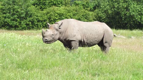 Black-rhino-stands-in-a-grassy-field-and-chews-in-bright-sunlight