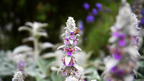 Biene-Auf-Violetter-Blume,-Die-In-Zeitlupe-Auf-Dem-Blütenblatt-Im-Garten-Mit-Verschwommenem-Grünem-Hintergrund-Kriecht