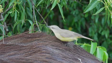 Cute-little-cattle-tyrant,-machetornis-rixosa-perched-and-foraging-on-top-of-capybara,-cleaning-symbiosis,-hunting-horse-fly-attempting-to-land-on-capybara-at-ibera-wetlands,-pantanal-natural-region