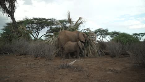 Mutterfürsorgegebiet-Des-Afrikanischen-Elefanten-Im-Samburu-Nationalreservat-Kenia