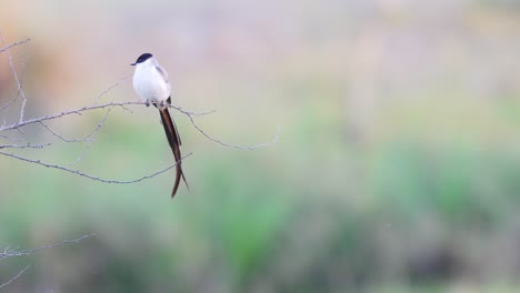 Beautiful-fork-tailed-flycatcher,-tyrannus-savana-perched-on-tree-twig-and-wonder-around-its-surroundings-against-dreamy-blurred-background-at-ibera-wetlands,-pantanal-natural-region