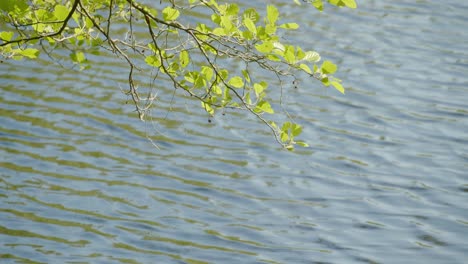 Grüner-Zweig-über-See-Im-Sommer-In-Dänemark